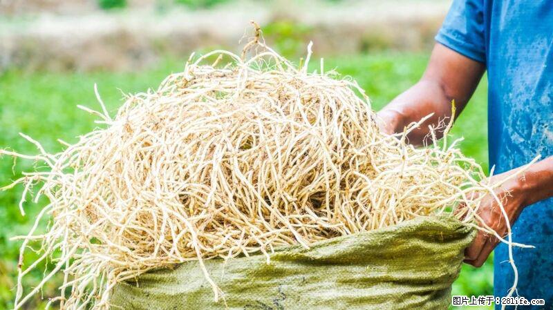 堪称“最难吃”的蔬菜,却是 “抗辐射神器”,还能护肺、清热、止咳化痰! - 哈密生活资讯 - 哈密28生活网 hami.28life.com