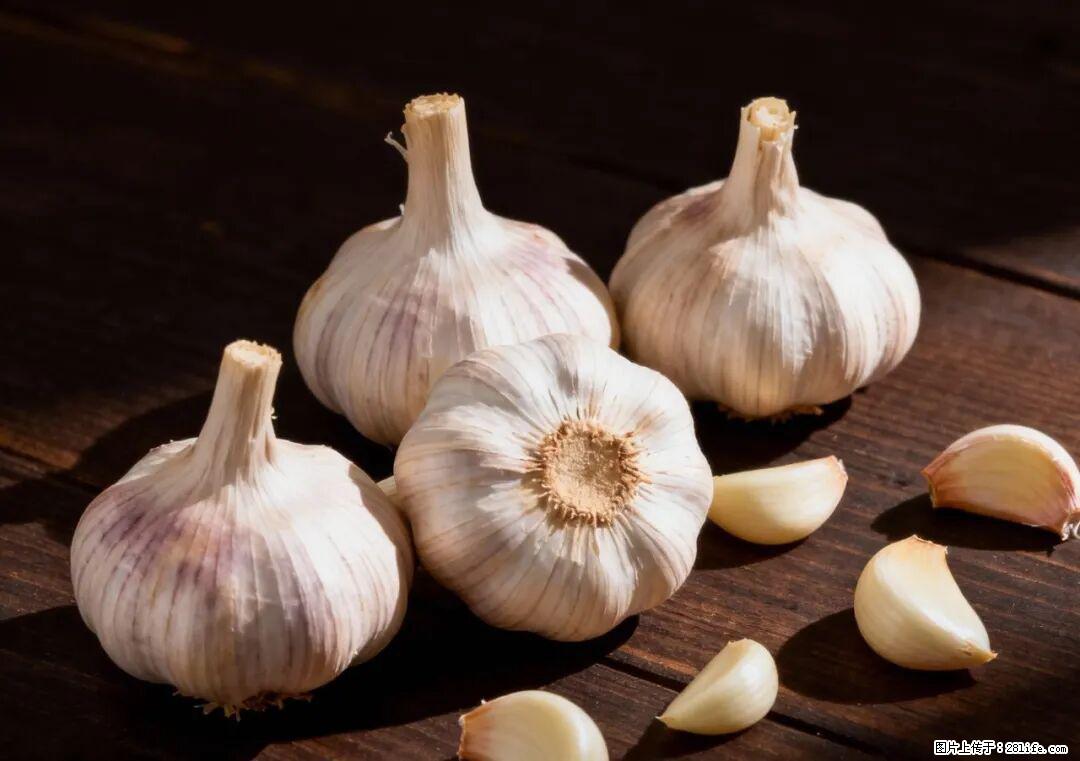 关于大蒜，除了“天然抗生素”，这4个谣言更该警惕! - 哈密生活资讯 - 哈密28生活网 hami.28life.com