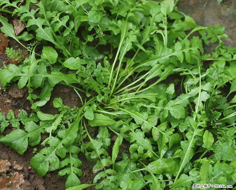 这些蔬菜是“天然钙片”，这6种被医生重点推荐 - 哈密生活资讯 - 哈密28生活网 hami.28life.com