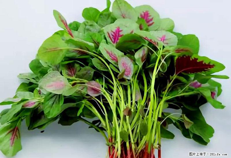 这些蔬菜是“天然钙片”，这6种被医生重点推荐 - 哈密生活资讯 - 哈密28生活网 hami.28life.com