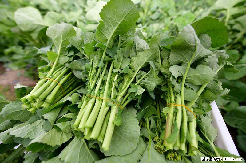 这些蔬菜是“天然钙片”，这6种被医生重点推荐 - 哈密生活资讯 - 哈密28生活网 hami.28life.com